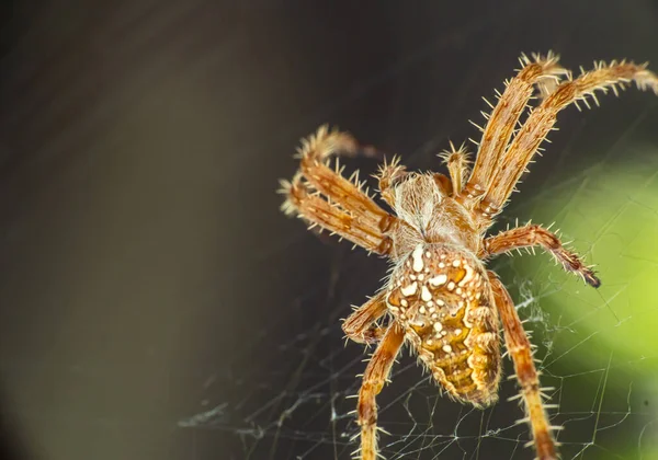 Spider Web Makró Közelről — Stock Fotó
