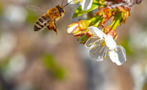 Frühlingsbiene Blütenkirsche Garten Makro Nahaufnahme — Stockfoto