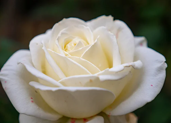 Weiße Rosen Garten Nahaufnahme — Stockfoto