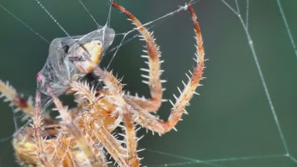 Spider Web Eats Fly Close — Stock Video