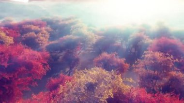 Sonbahar ormanı güneş ışığı 4k