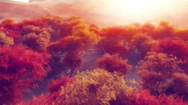 Sonbahar ormanı güneş ışığı 4k