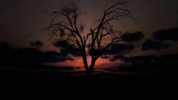 Mrtvý Starý Strom Východ Slunce Čas Vypršel — Stock video