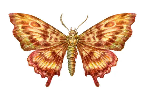 Сказочная бабочка с рисунком в виде лица. Isolated on w — стоковое фото