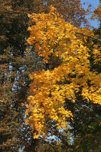 Branches Érable Avec Des Feuilles Ambre Arrière Plan Des Branches — Photo