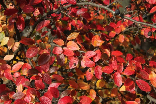 Takken Van Glanzend Cotoneaster Heg Cotoneaster Kleurrijke Bladeren Met Zwarte — Stockfoto