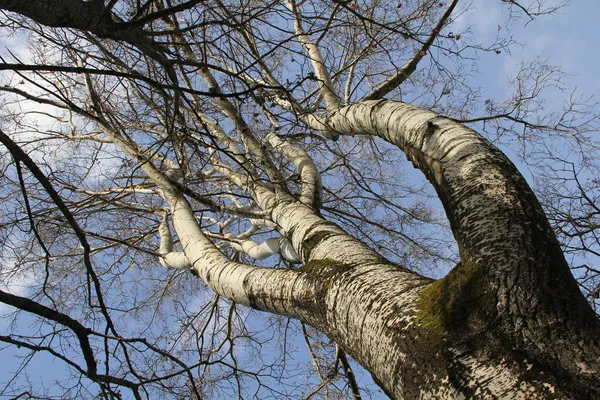 Белый Ствол Ветви Ветвистой Березы Фоне Ясного Голубого Неба Осенью — стоковое фото