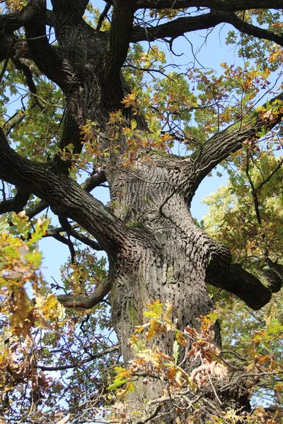 在立陶宛考纳斯橡木公园 秋天的一天 从晴朗蓝天的背景看一棵枝干橡树 — 图库照片