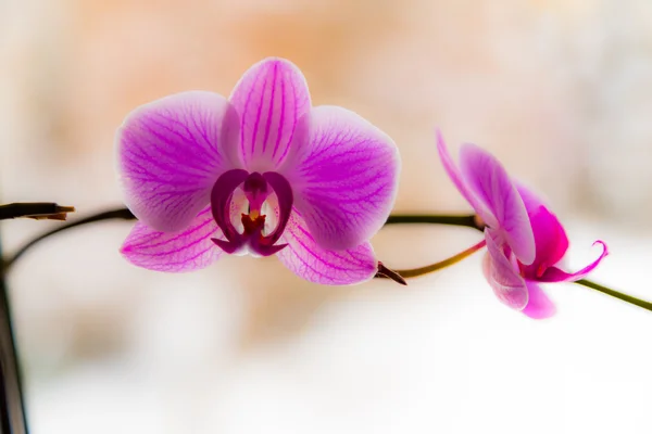 Orchidea — Stock fotografie