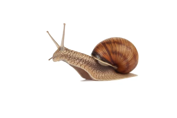 Land snail isolated — Stock Photo, Image