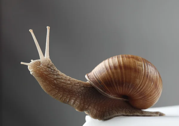 Land snail — Stock Photo, Image