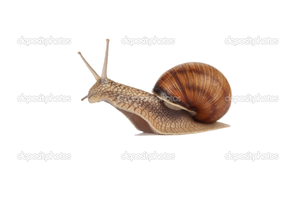 Land snail isolated 