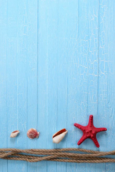 Conchas de corda estrela do mar — Fotografia de Stock