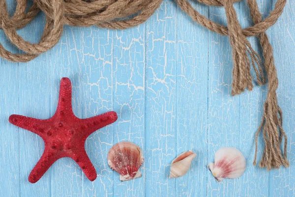 Conchas de corda estrela do mar — Fotografia de Stock