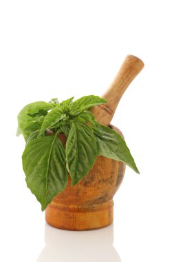 beyaz zemin üzerine ahşap bir harç içinde taze fesleğen 