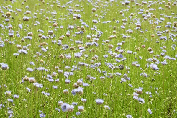 Łąka z niebieski kwiaty — Zdjęcie stockowe