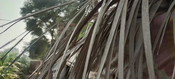 Kurumuş palmiye bilezikleri