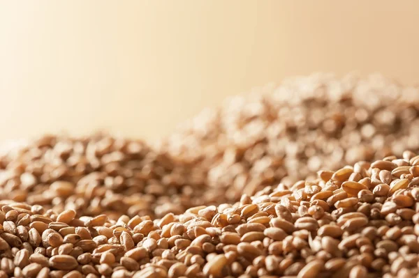 El montón del grano de trigo — Foto de Stock
