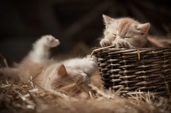 Gattini in un cesto — Foto Stock