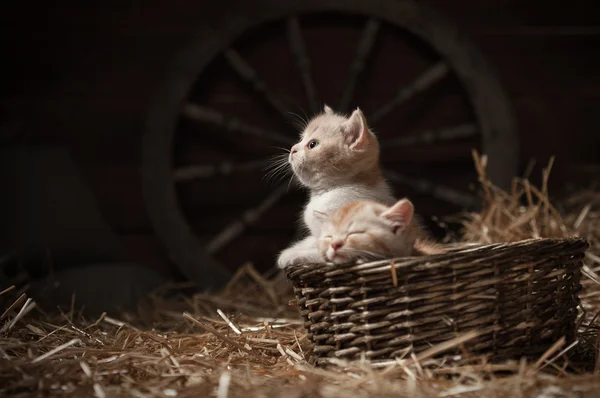 Gattini in un cesto — Foto Stock