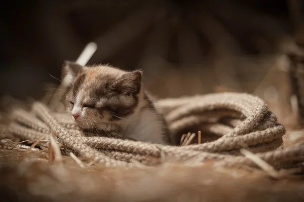 Kittens in a basket — Stock Photo, Image