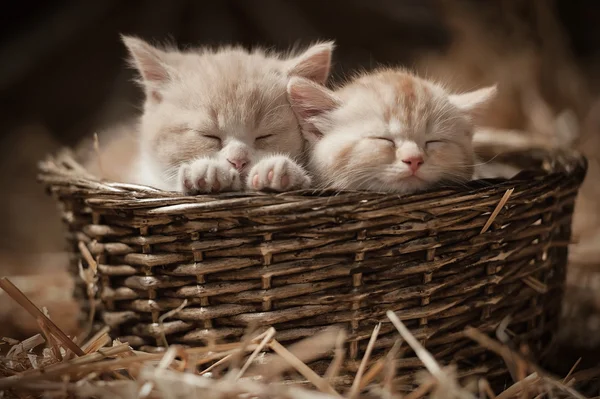 Koťata v košíku — Stock fotografie