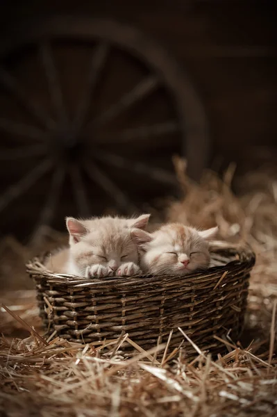 Kittens in a basket — Stock Photo, Image