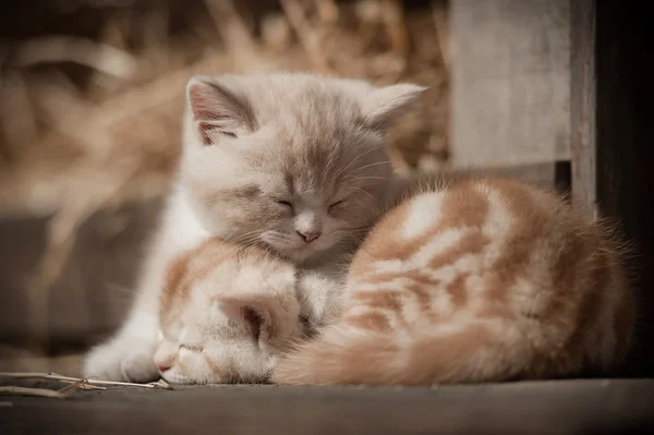 Kocięta do spania — Zdjęcie stockowe