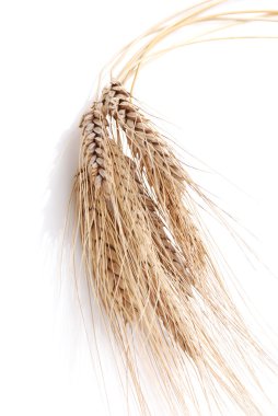 kulak ve buğday tanesi