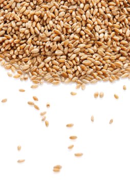 kulak ve buğday tanesi