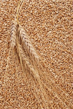 kulak ve buğday tanesi