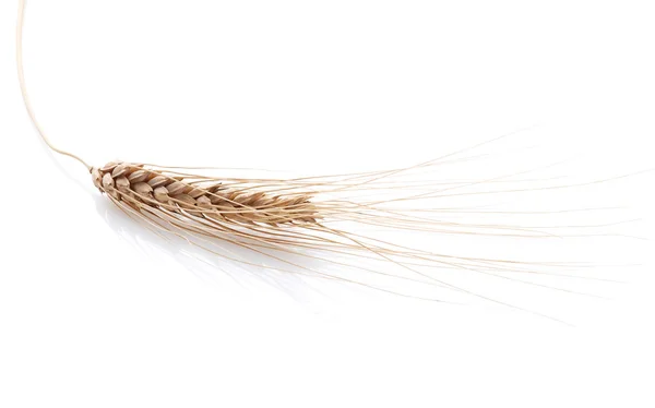 Ear and grain of the wheat — Stock Photo, Image