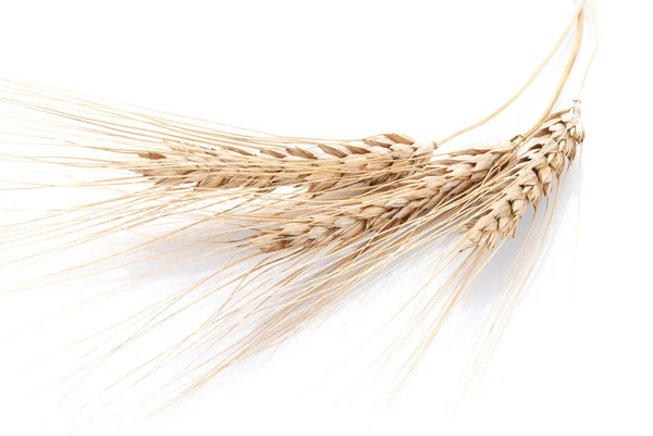 Ear and grain of the wheat — Stock Photo, Image