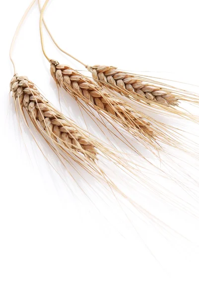 Orelha e grão de trigo — Fotografia de Stock