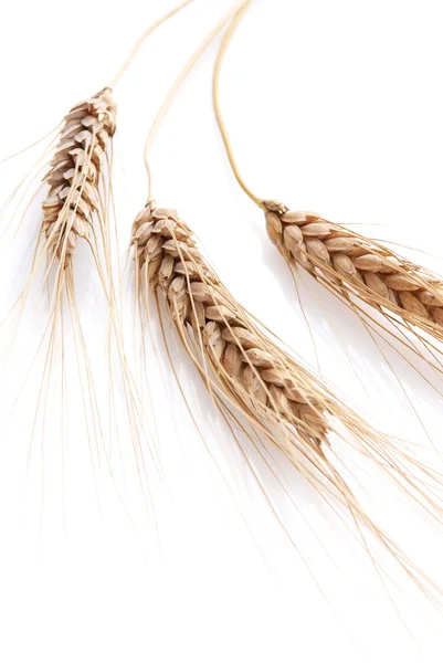 Orelha e grão de trigo — Fotografia de Stock