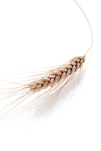 Ear and grain of the wheat — Stock Photo, Image