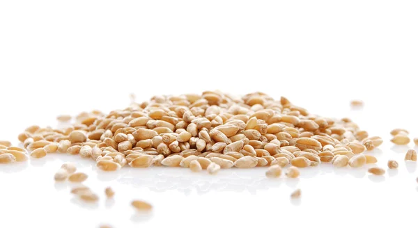 Ухо и зерно пшеницы — стоковое фото