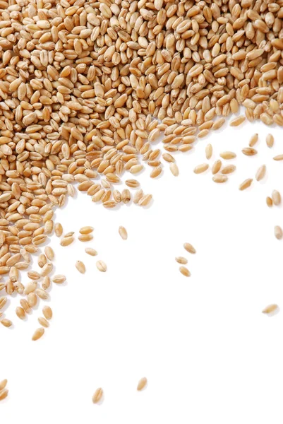 Ear and grain of the wheat — Stock Photo, Image
