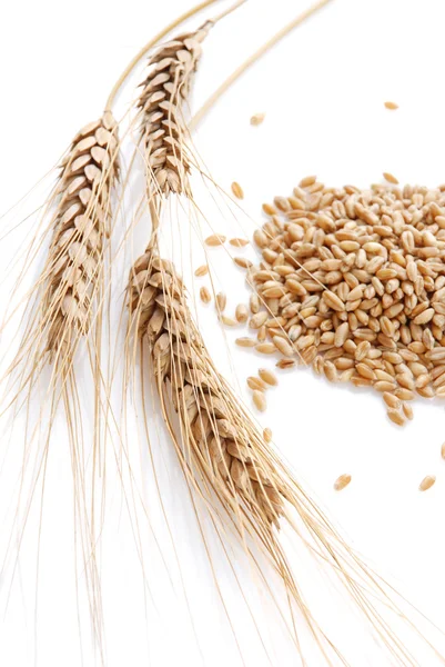 Ähre und Korn des Weizens — Stockfoto