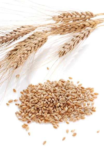 Ear and grain of the wheat — Stock Photo, Image