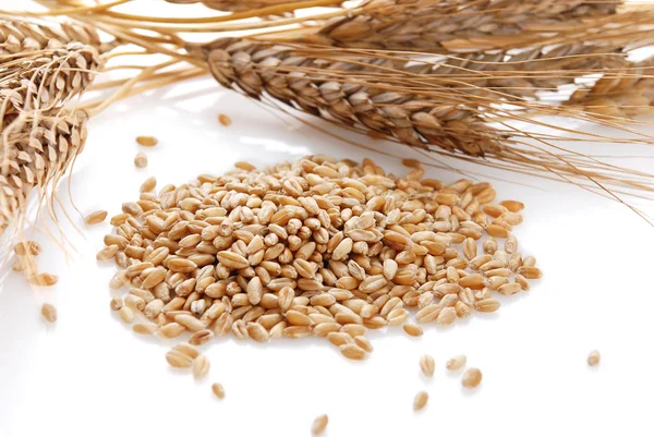 Ear and grain of the wheat — Stock Photo, Image