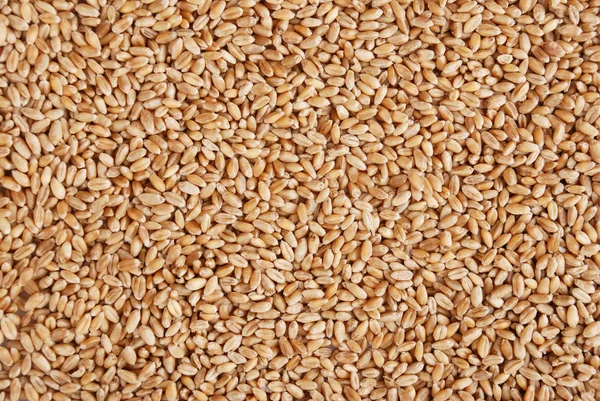 Kulak ve buğday tanesi — Stok fotoğraf