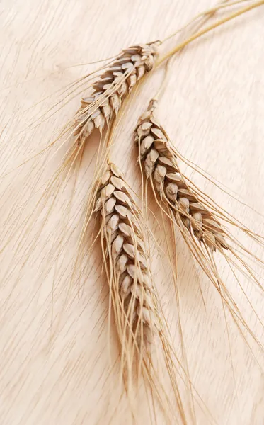 Ear and grain of the wheat — Stock Photo, Image