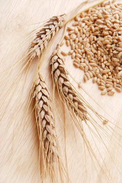 Oreja y grano del trigo — Foto de Stock