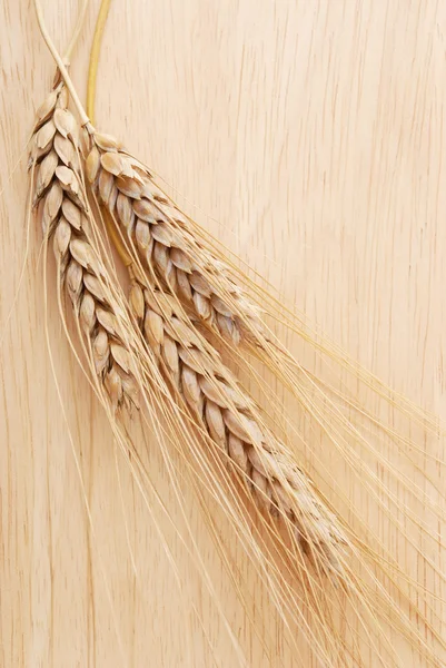 Ear and grain of the wheat — Stock Photo, Image