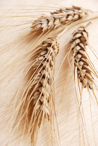 Ear and grain of the wheat — Stock Photo, Image