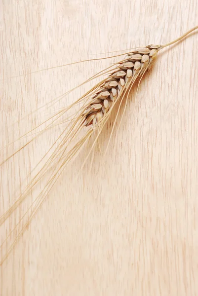 Oreille et grain de blé — Photo