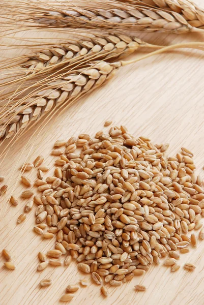 Ear and grain of the wheat — Stock Photo, Image