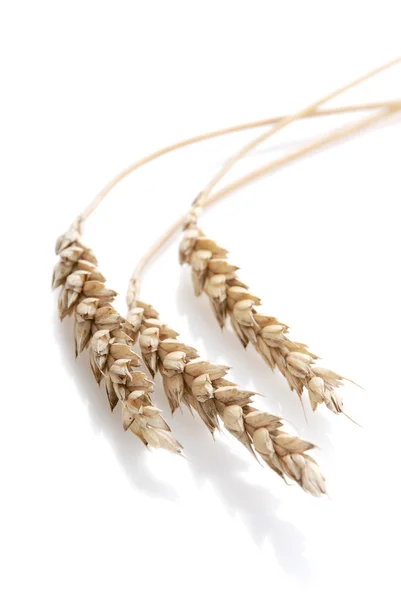 Ухо и зерно пшеницы — стоковое фото