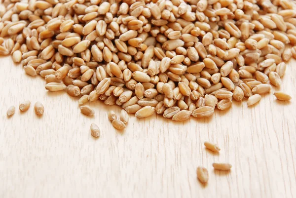 Ear and grain of the wheat — Stock Photo, Image